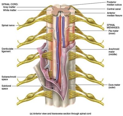 Spinal cord surgery in India