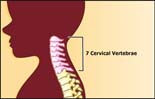 cervical vertebrea